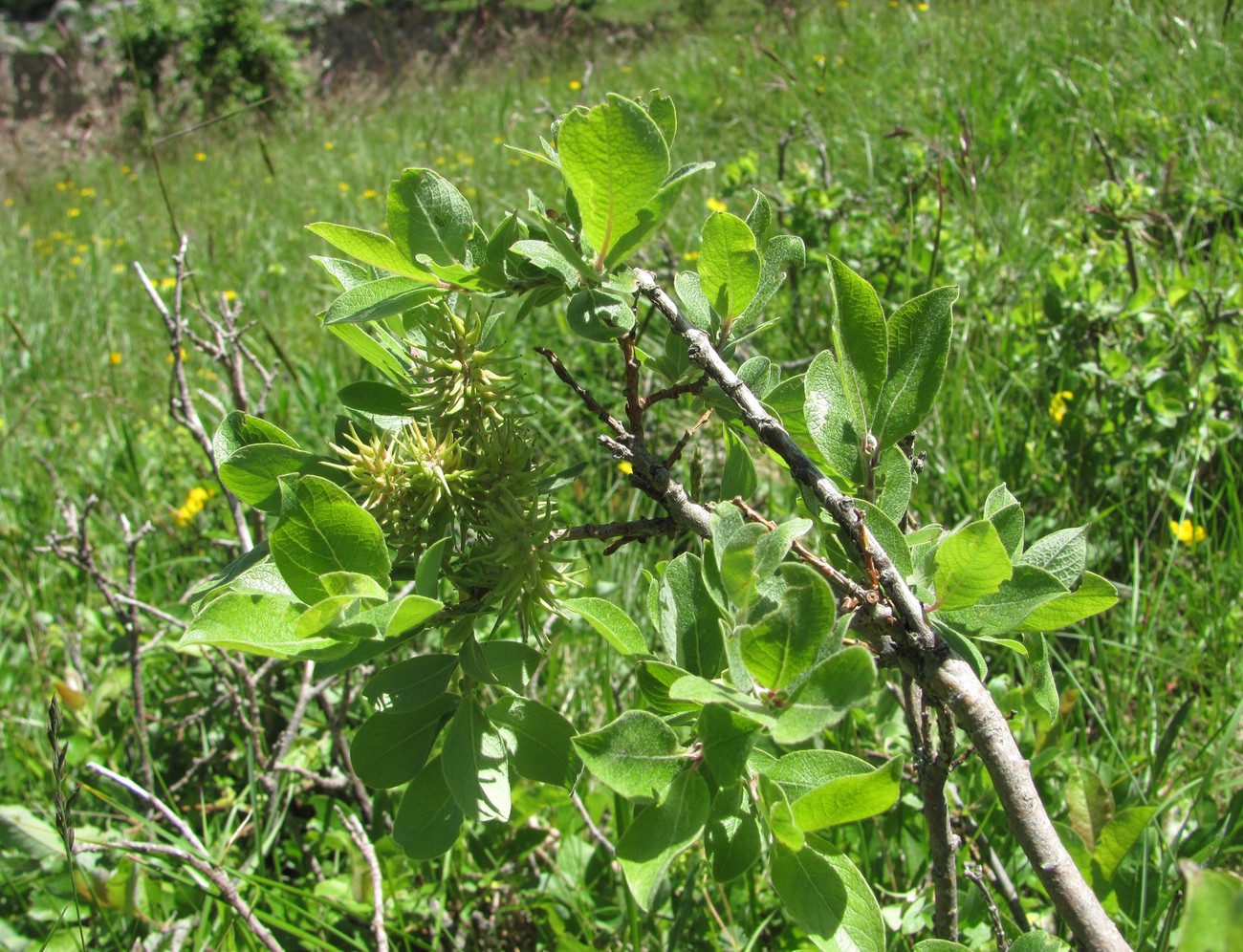 Изображение особи Salix pseudodepressa.