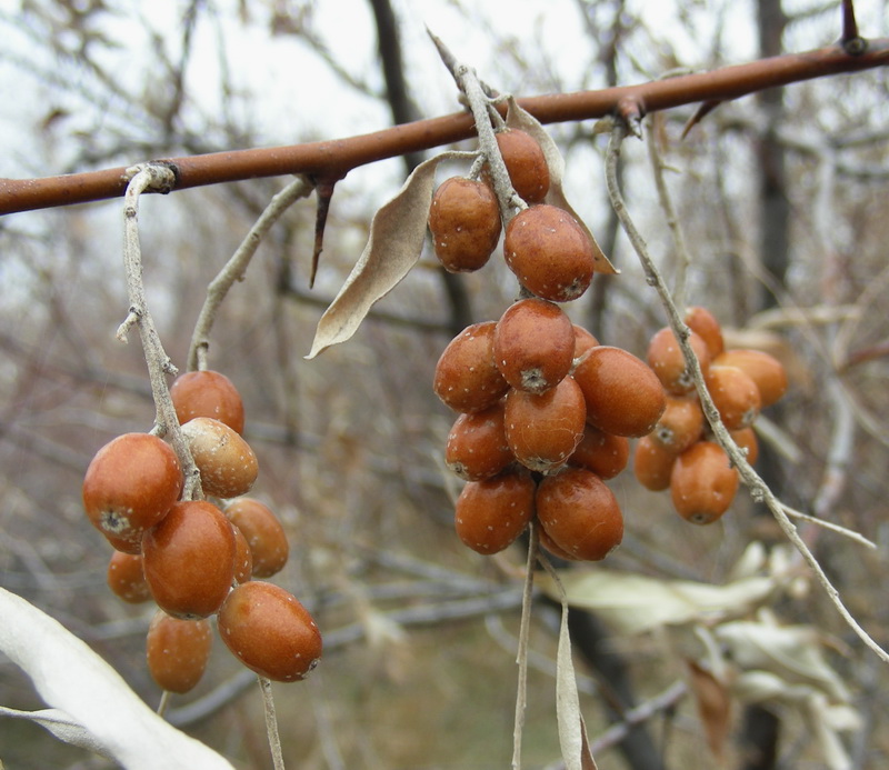 Image of Elaeagnus angustifolia specimen.