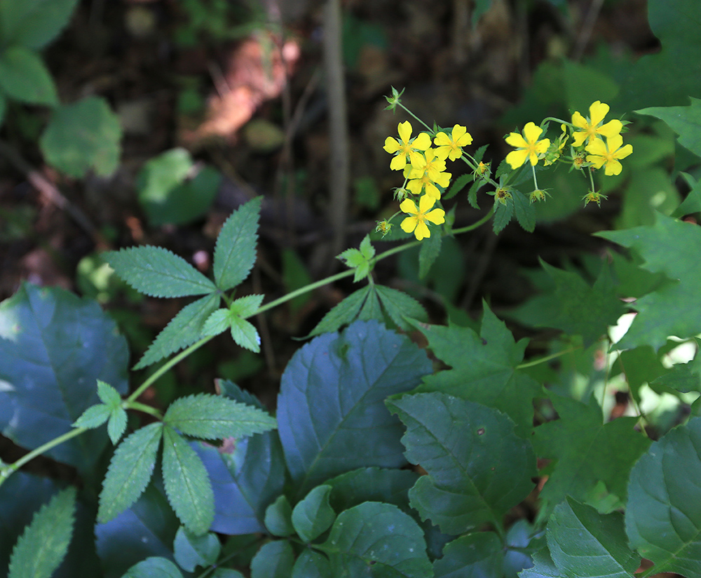 Image of Potentilla cryptotaeniae specimen.