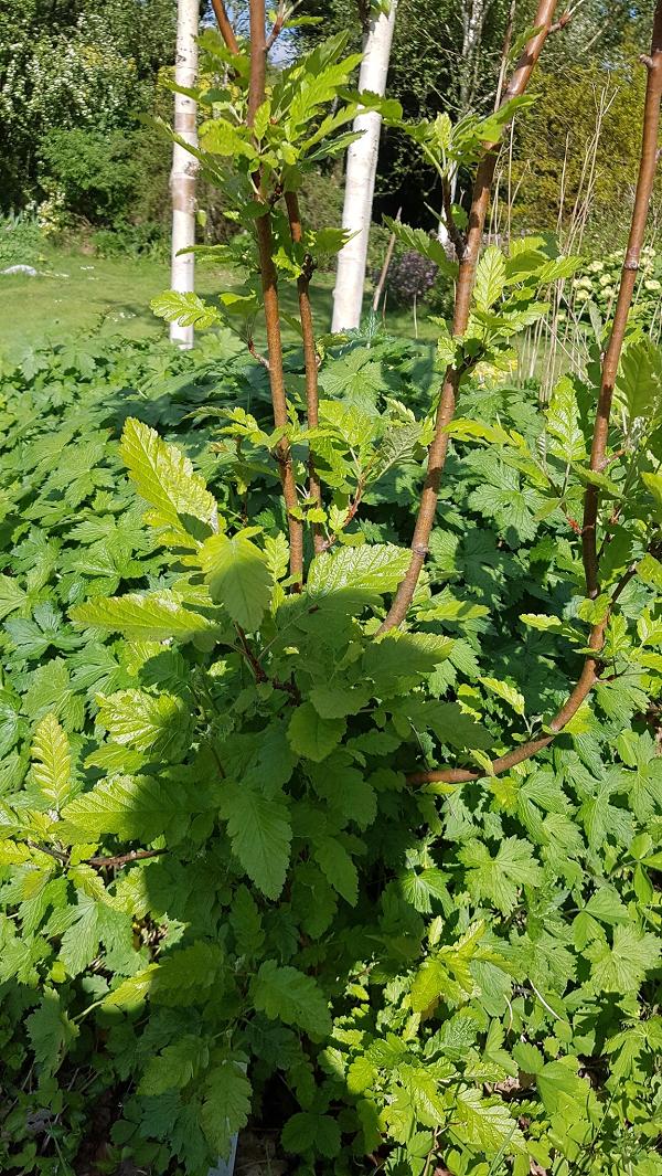 Image of Sorbus &times; thuringiaca specimen.