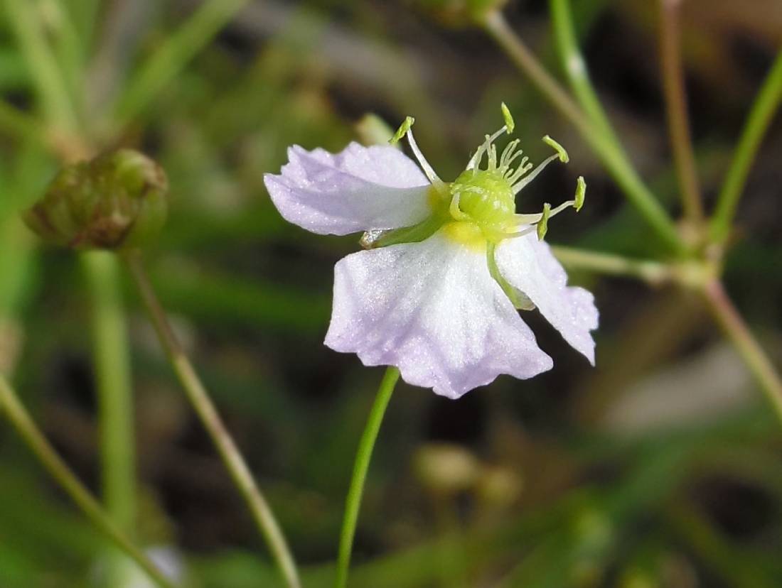 Image of Alisma plantago-aquatica specimen.