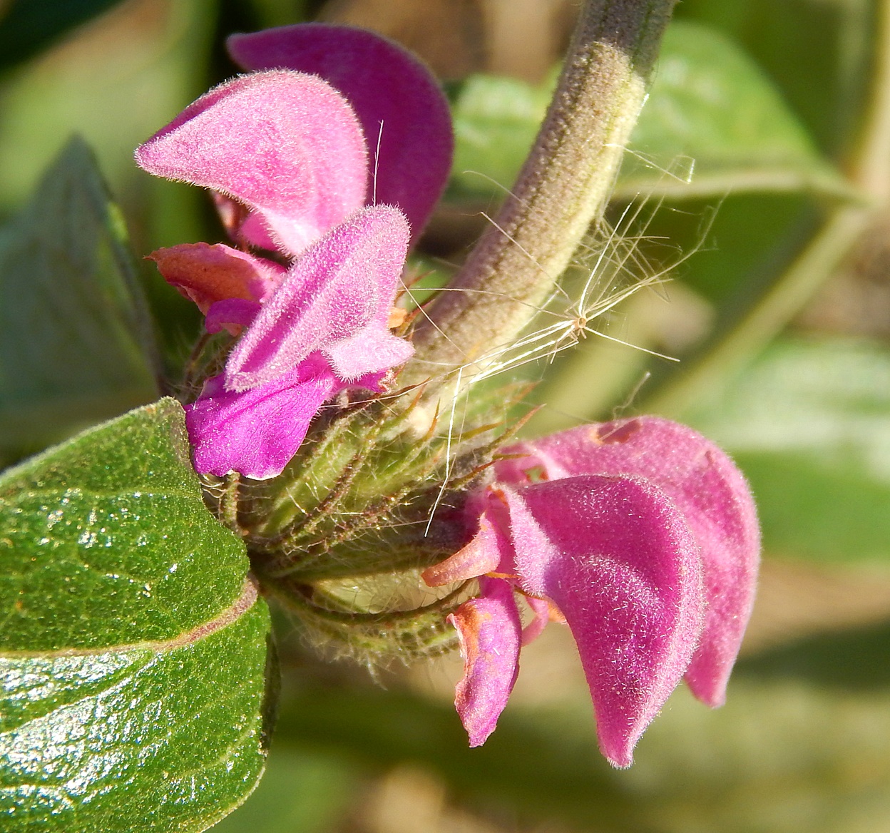 Image of Phlomis taurica specimen.