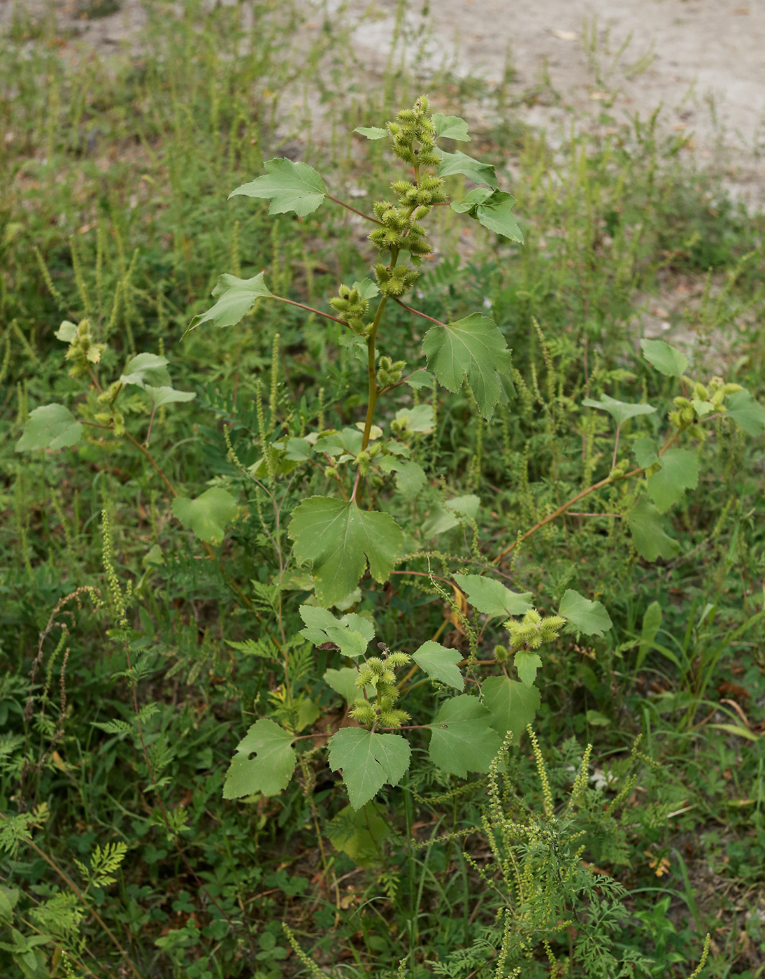 Изображение особи Xanthium orientale.