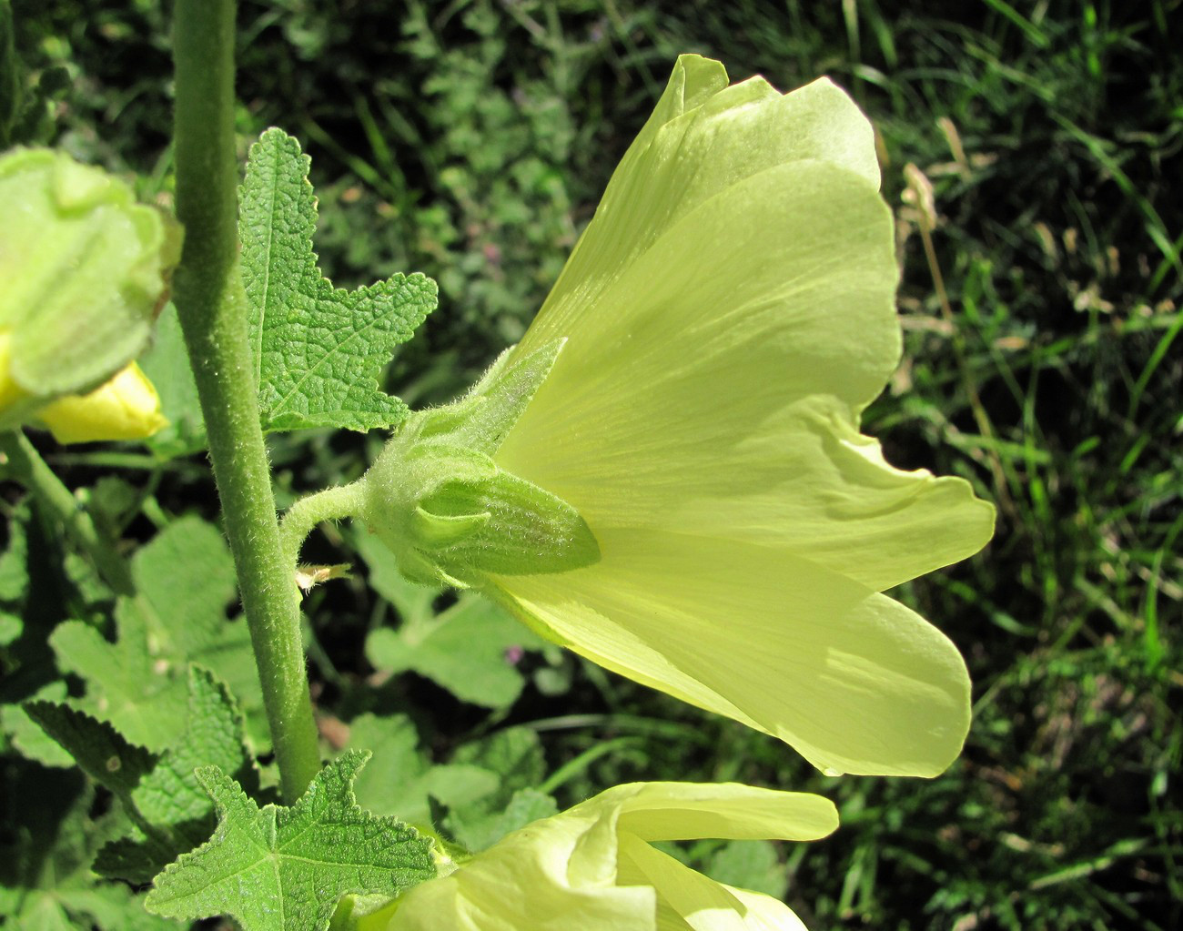 Изображение особи Alcea rugosa.