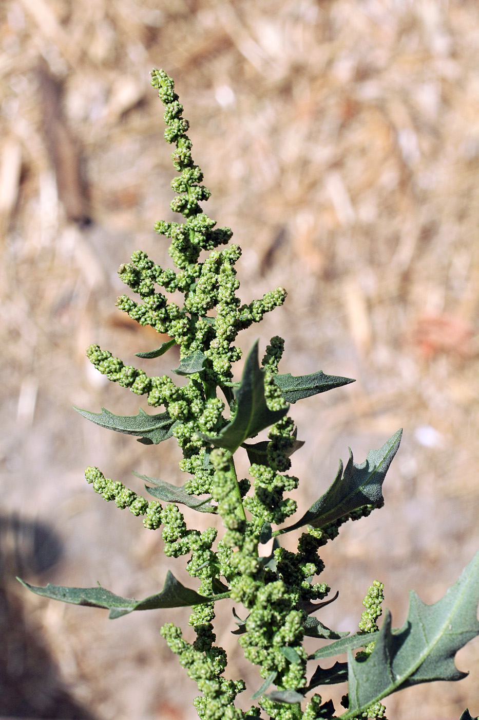 Image of Oxybasis rubra specimen.