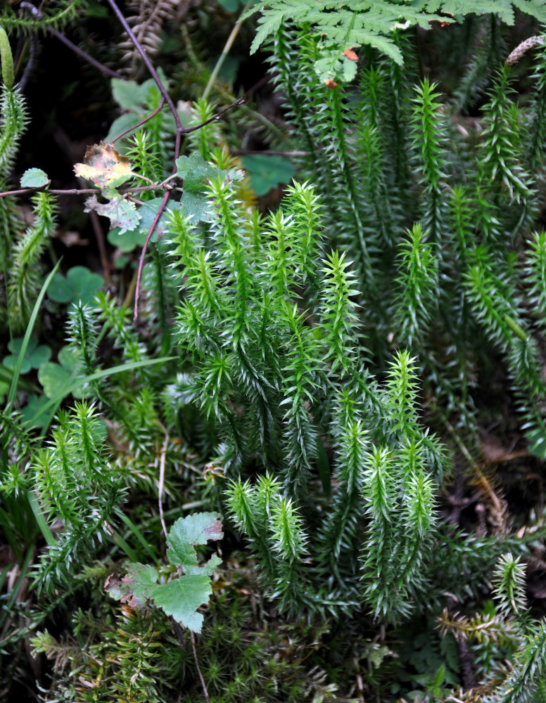 Изображение особи Lycopodium annotinum.