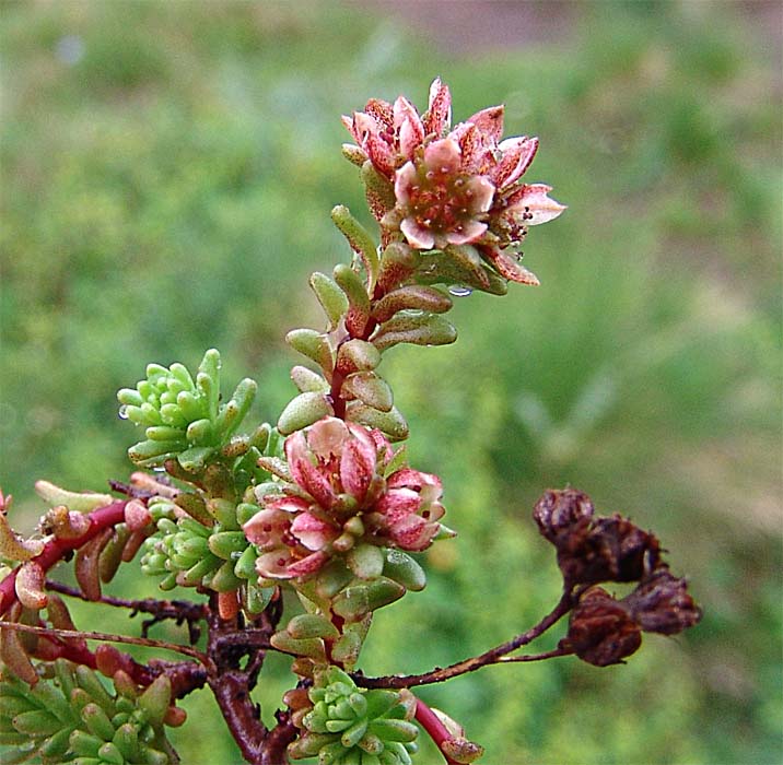 Изображение особи Sedum tenellum.