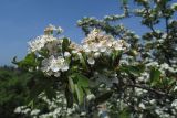 Crataegus taurica
