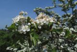 Crataegus taurica. Ветви с цветками. Крым, Севастополь, окр. Любимовки. 17.05.2019.