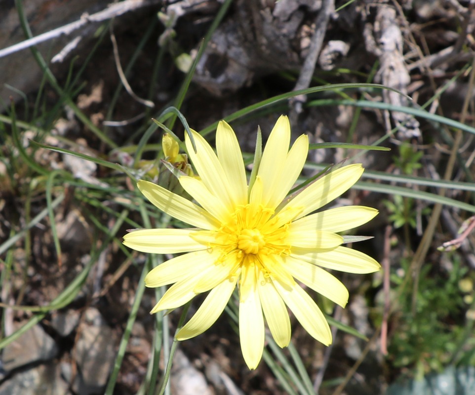 Image of genus Scorzonera specimen.