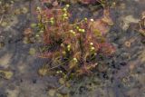 Drosera anglica. Зацветающее растение. Сахалинская обл., Охинский р-н, окр. г. Оха, побережье Охотского моря, юго-западный берег залива Кету (Первая бухта), старая автомобильная колея. 24.07.2017.