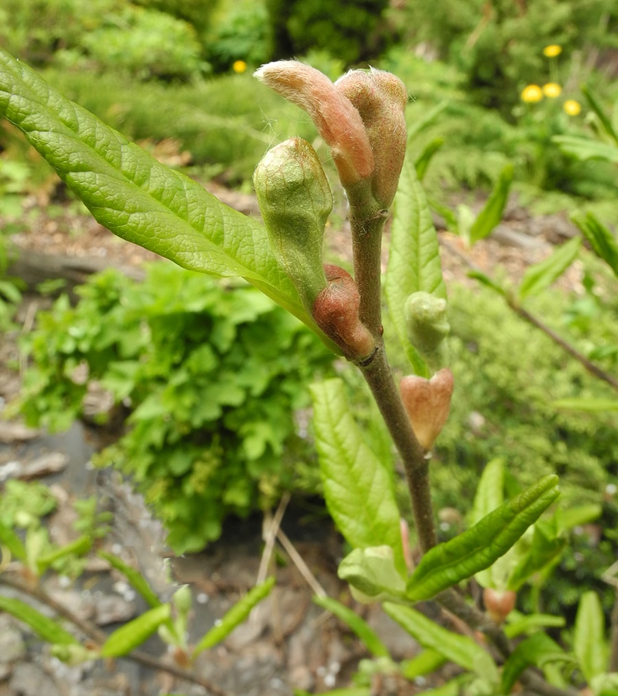 Image of Magnolia stellata specimen.