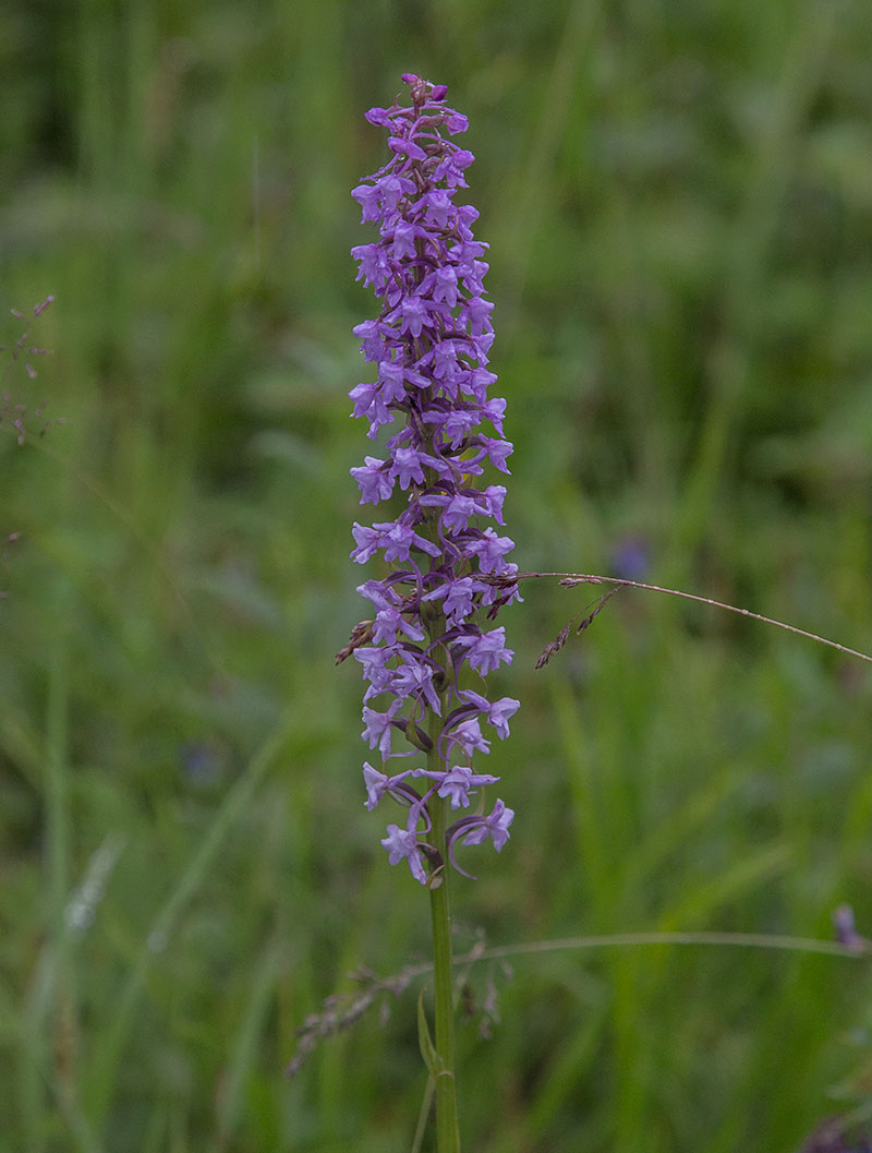 Image of Gymnadenia conopsea specimen.