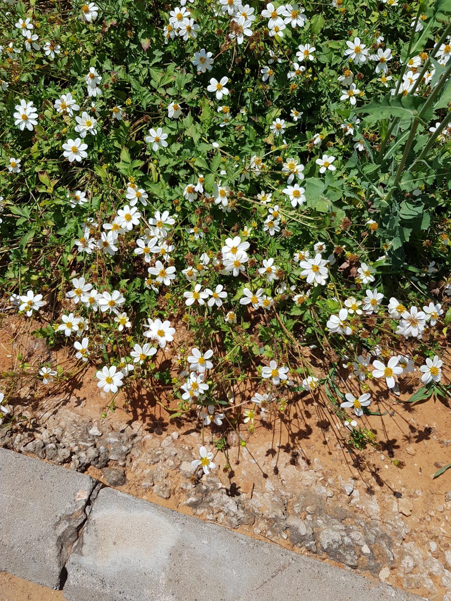 Image of Bidens pilosa specimen.