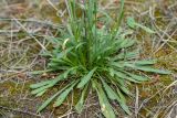 Silene chlorantha