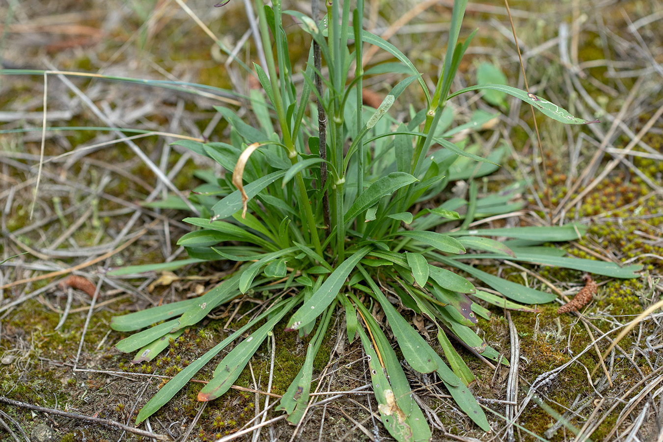 Изображение особи Silene chlorantha.