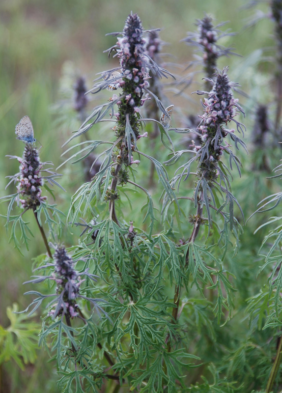 Изображение особи Leonurus glaucescens.