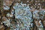 Parmelia sulcata. Талломы. Кировская обл., Кирово-Чепецкий р-н, торфяное болото, на стволе берёзы. 10.05.2017.