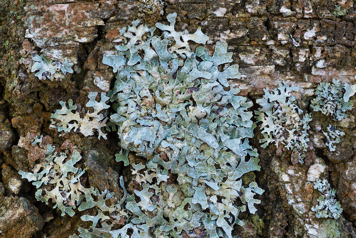 Image of Parmelia sulcata specimen.