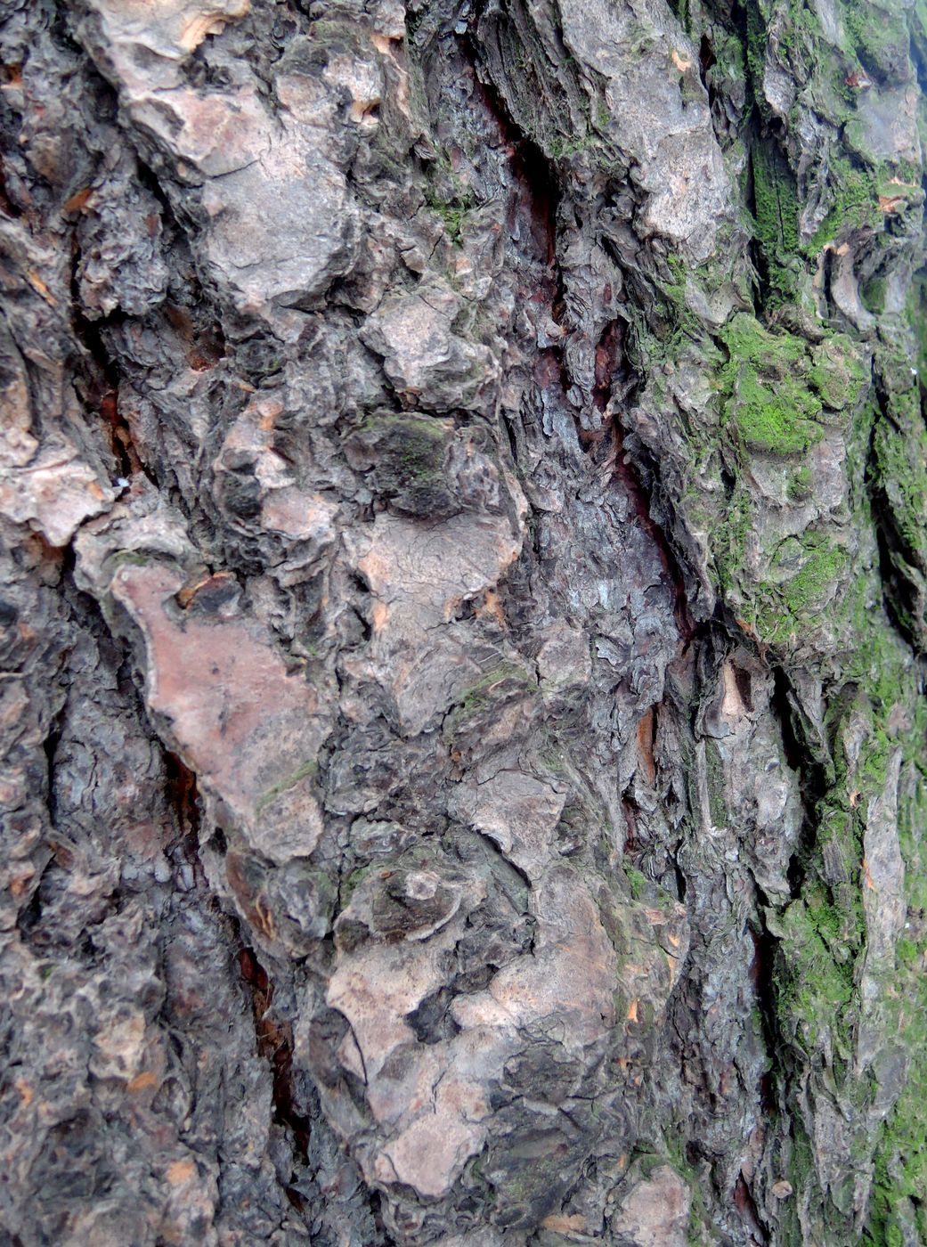 Image of Pseudotsuga menziesii specimen.