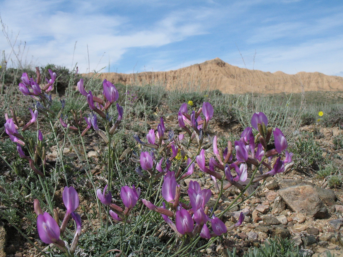 Изображение особи род Astragalus.