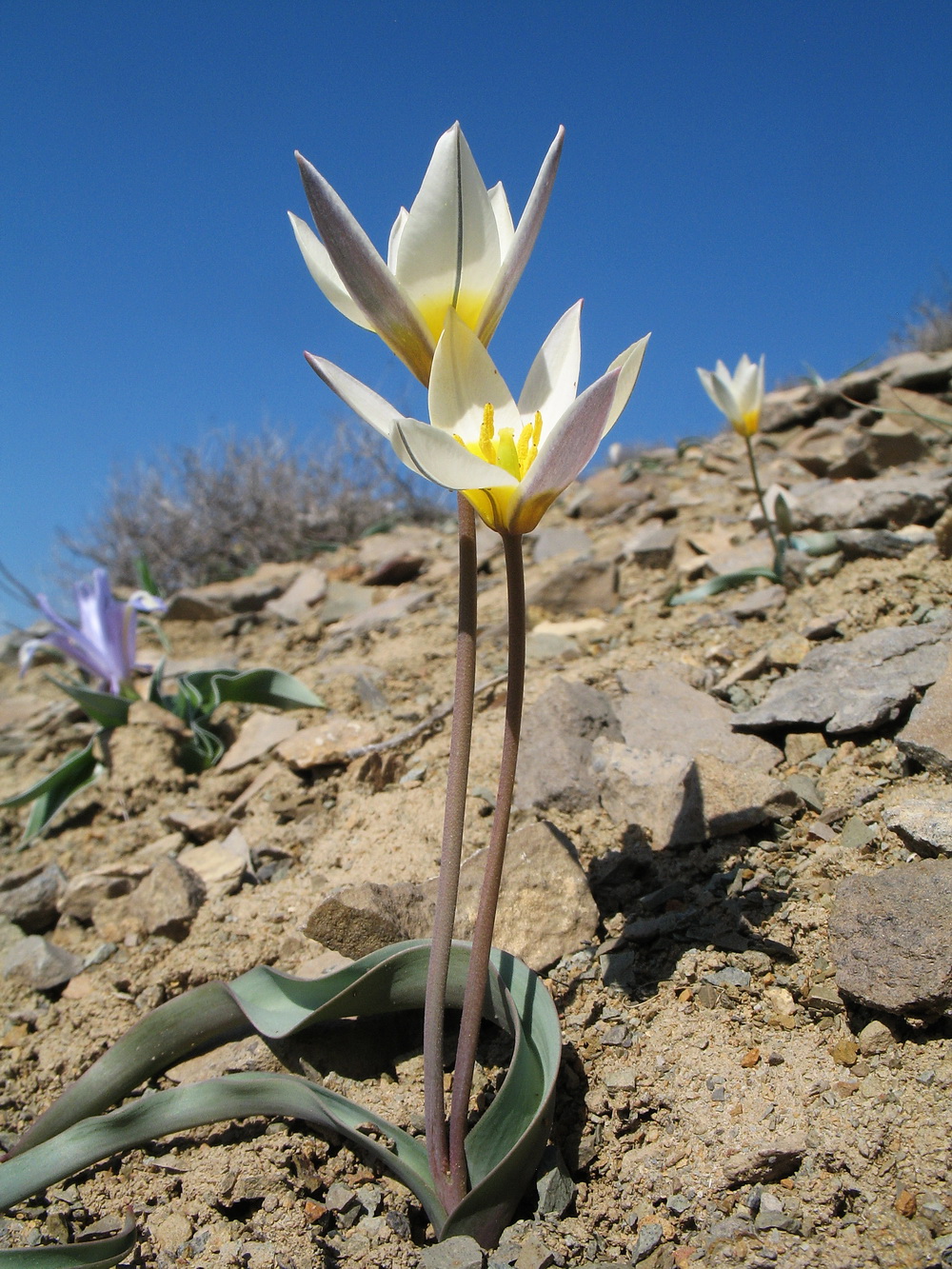 Изображение особи Tulipa bifloriformis.