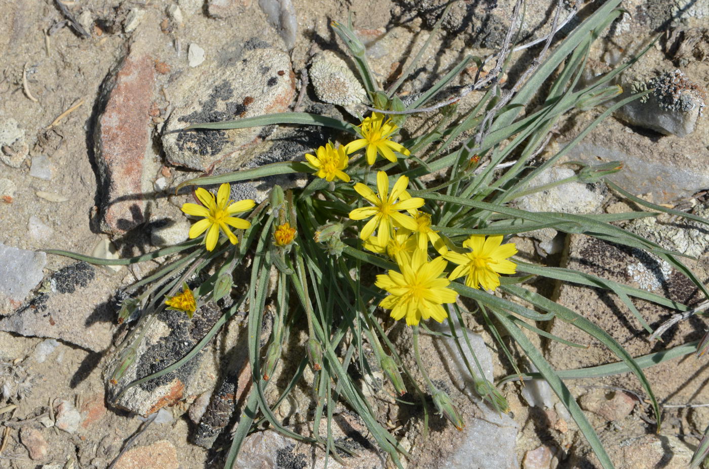 Image of Scorzonera tuberosa specimen.