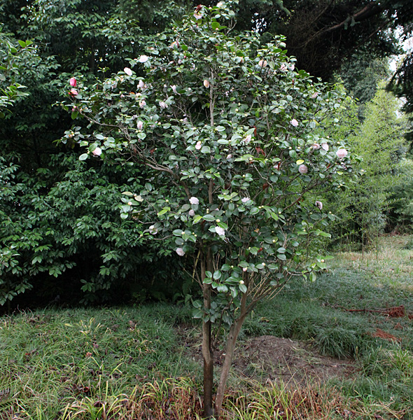 Image of Camellia japonica specimen.