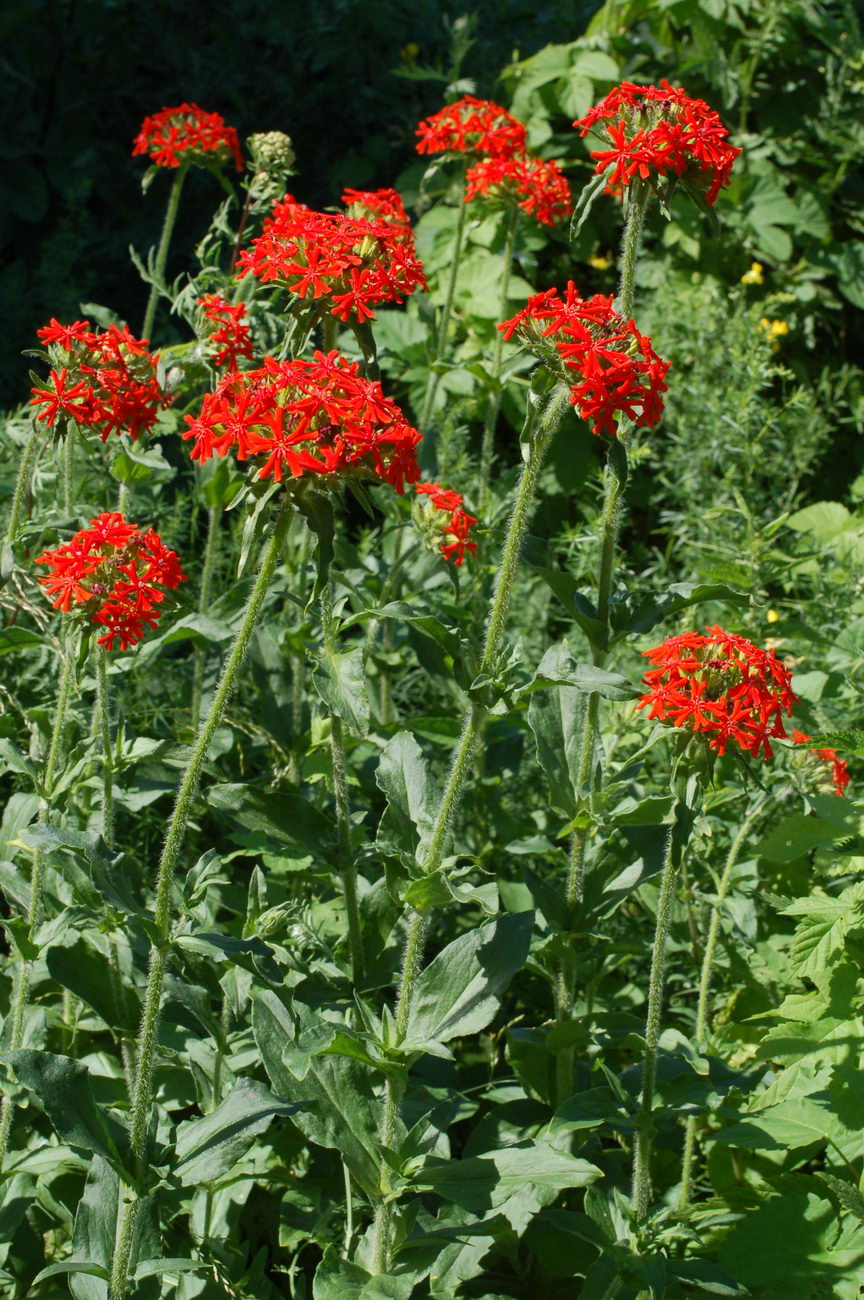 Изображение особи Lychnis chalcedonica.