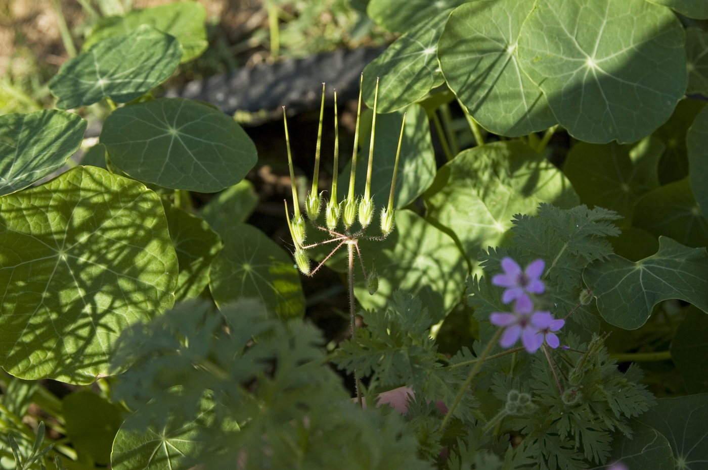 Image of Erodium cicutarium specimen.