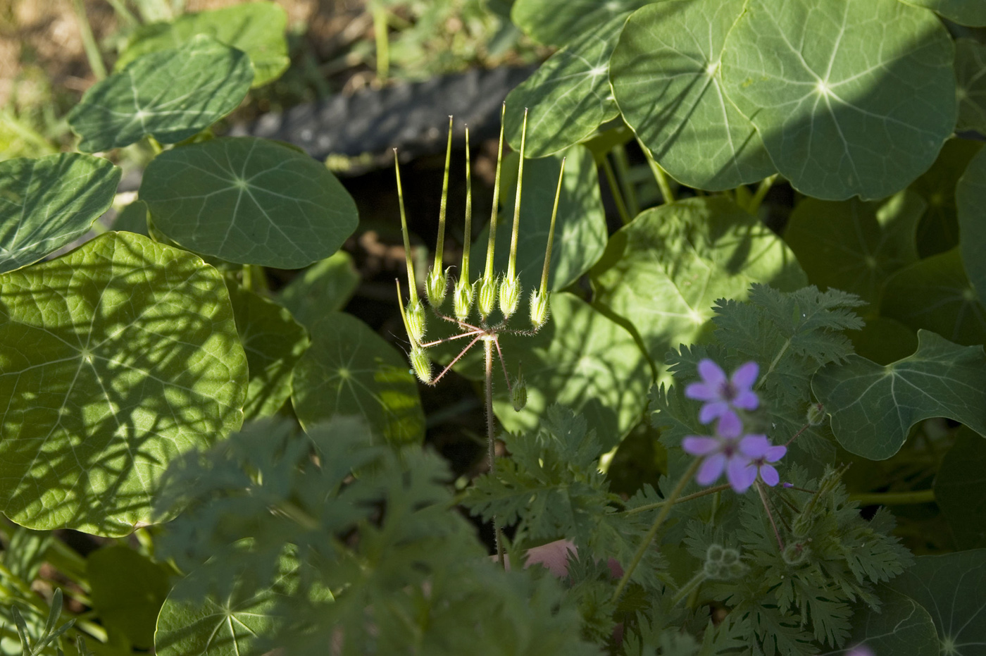 Изображение особи Erodium cicutarium.