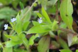 Myosotis sparsiflora