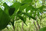 Polygonatum multiflorum