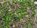 Mercurialis perennis
