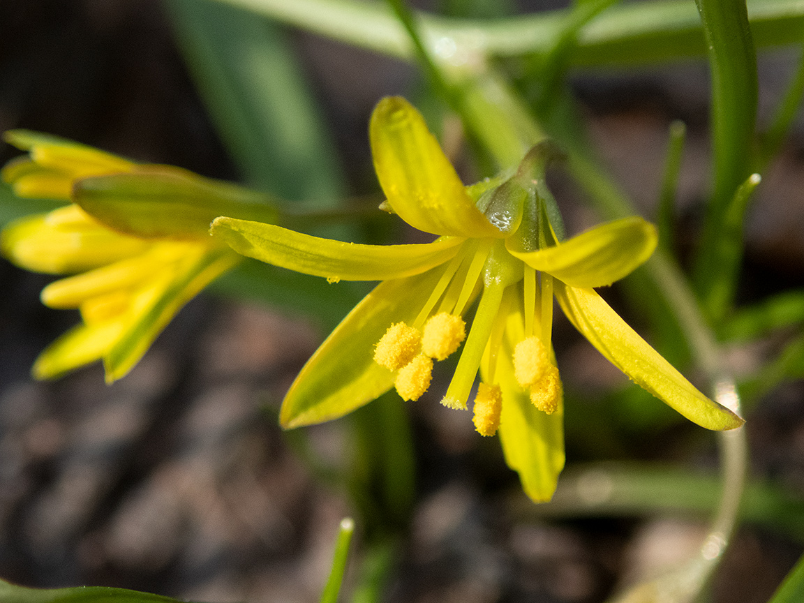 Изображение особи Gagea erubescens.