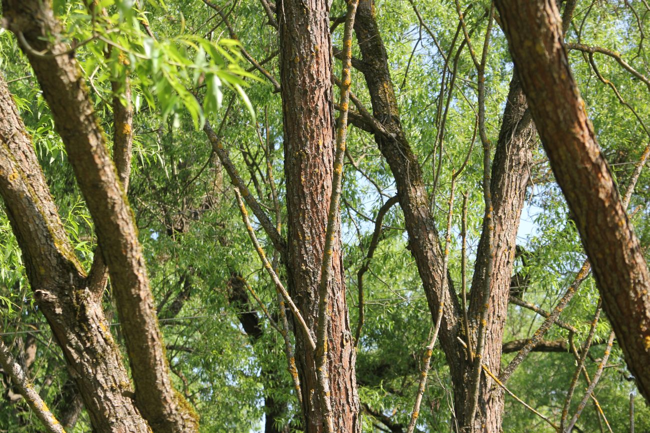 Image of genus Salix specimen.