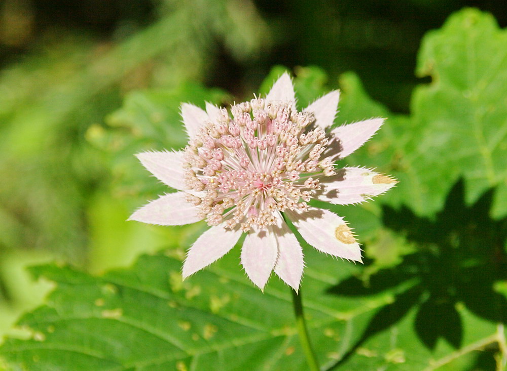 Изображение особи Astrantia maxima.