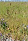 Festuca rubra. Дерновинки колосящихся растений. Санкт-Петербург, Кронштадтский р-н, о. Котлин, между автотрассой и набережной, на краю склона. 21.06.2020.