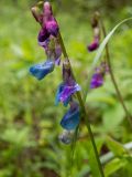 Lathyrus vernus. Соцветие в каплях дождя. Московская обл., г. Дубна, лесопарк, смешанный лес. 22.05.2020.