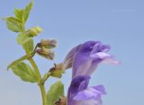 Scutellaria strigillosa. Верхушка побега с соцветиями. Приморье, Находкинский городской округ, окр. пос. Ливадия, бух. Флотская, песчаный пляж. 18.07.2020.