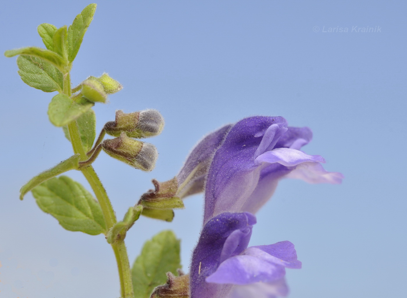 Изображение особи Scutellaria strigillosa.