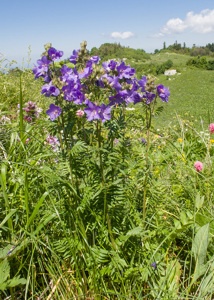 Изображение особи Polemonium caucasicum.