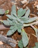 Cistanthe grandiflora