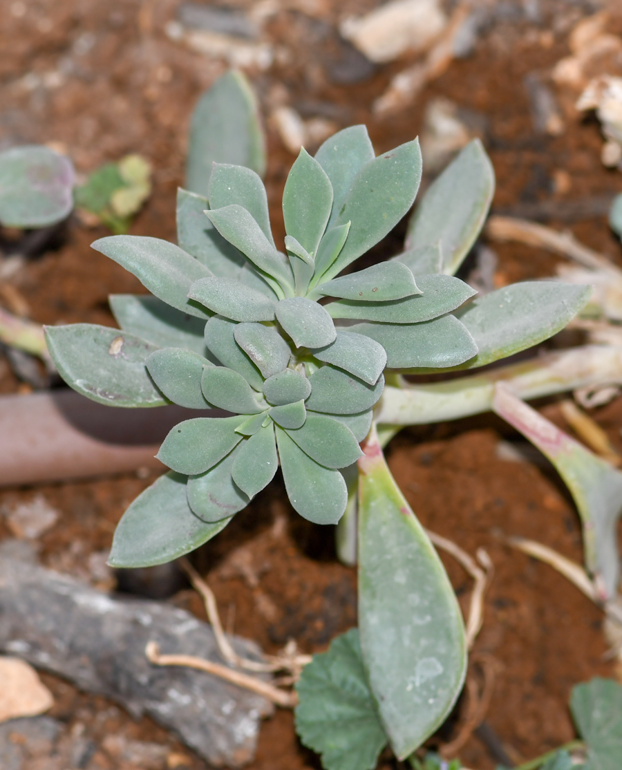 Изображение особи Cistanthe grandiflora.