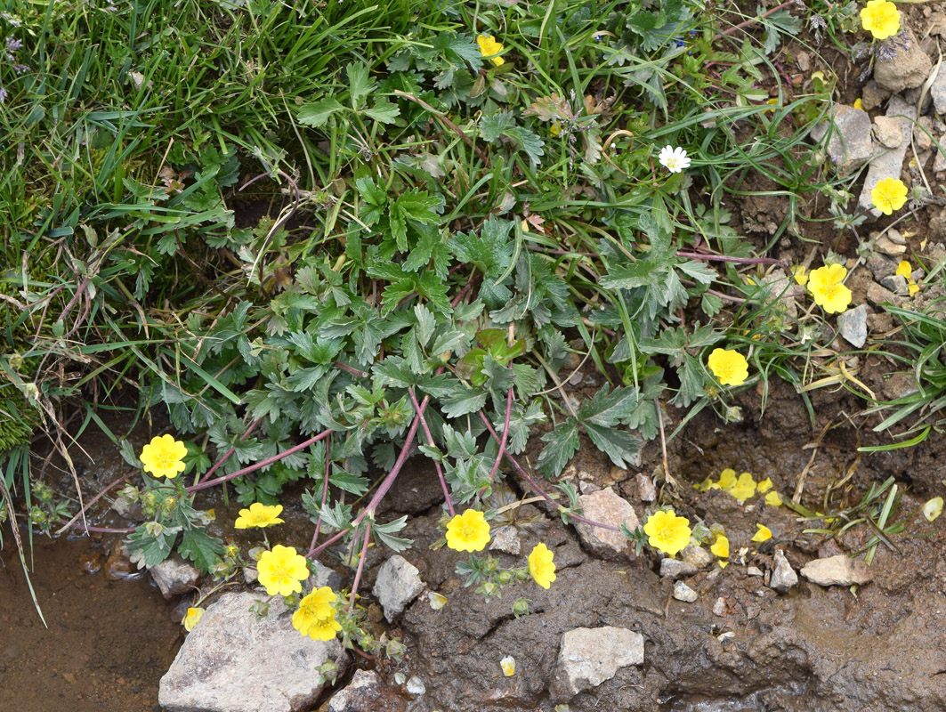 Image of Potentilla tephroleuca specimen.