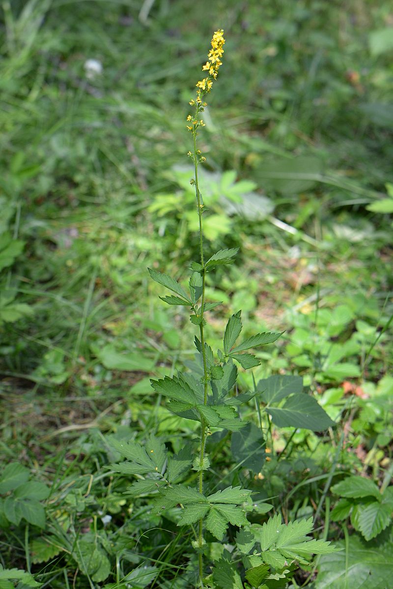 Изображение особи Agrimonia pilosa.