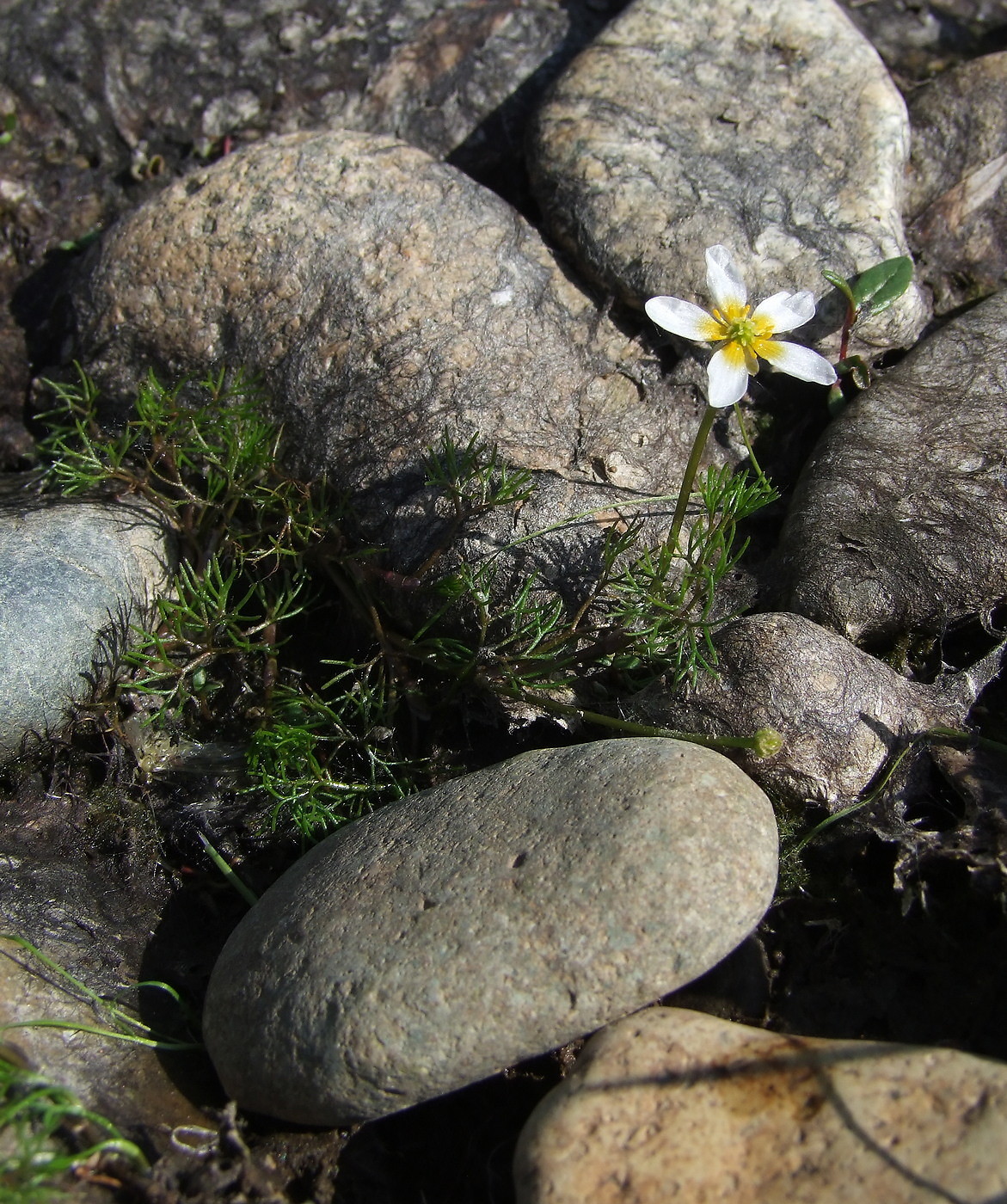 Image of Ranunculus nipponicus specimen.