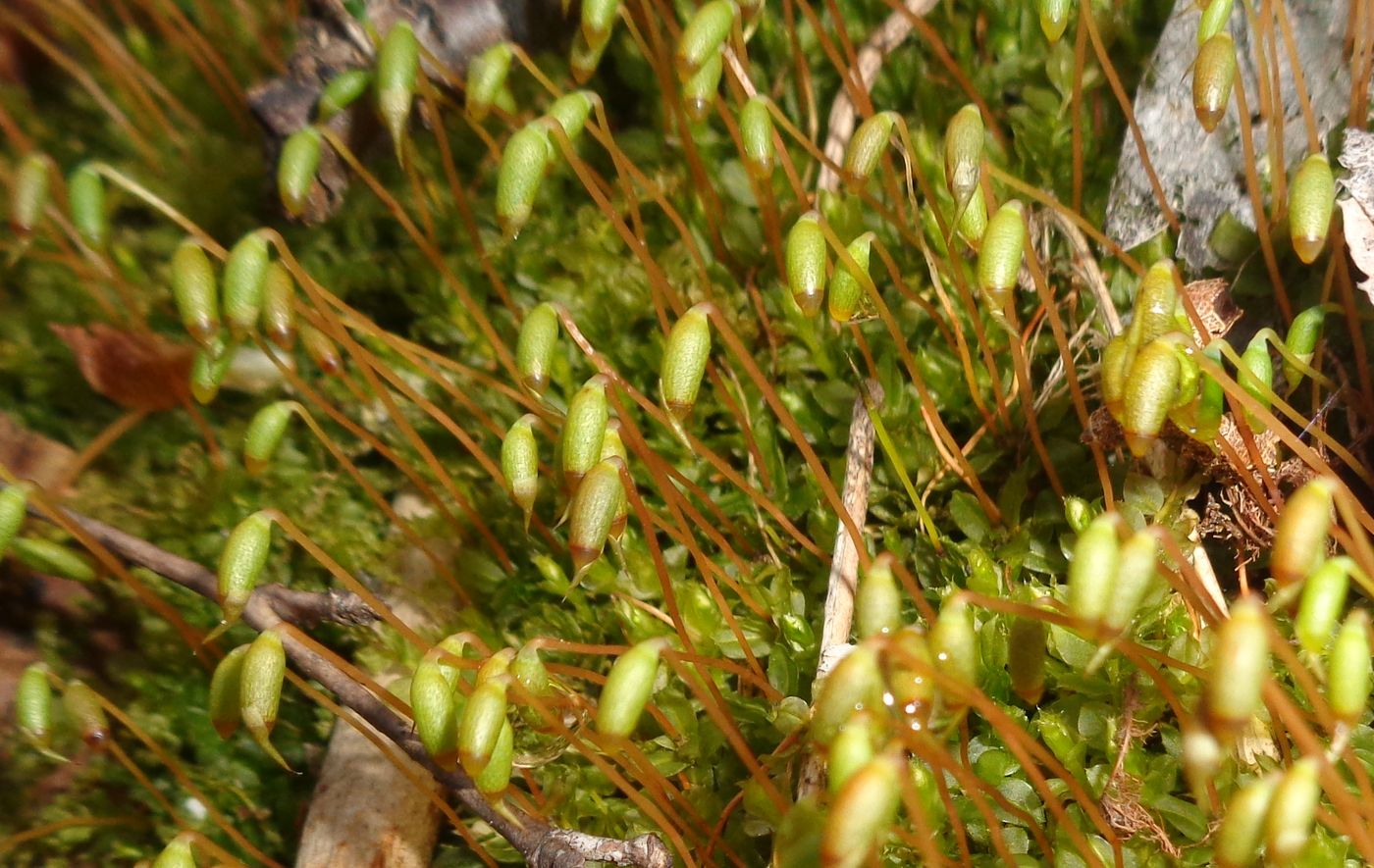 Image of genus Plagiomnium specimen.