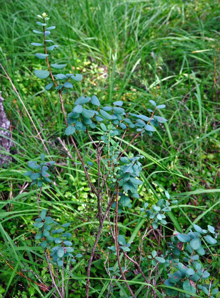 Image of Vaccinium uliginosum specimen.