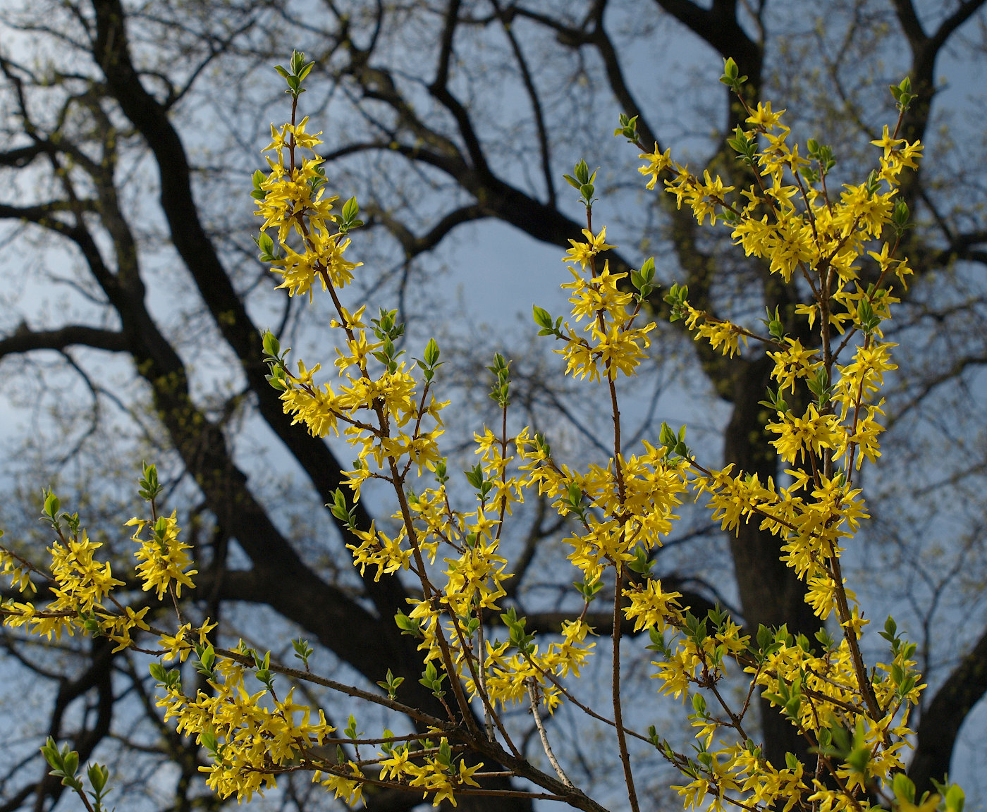 Изображение особи Forsythia &times; intermedia.